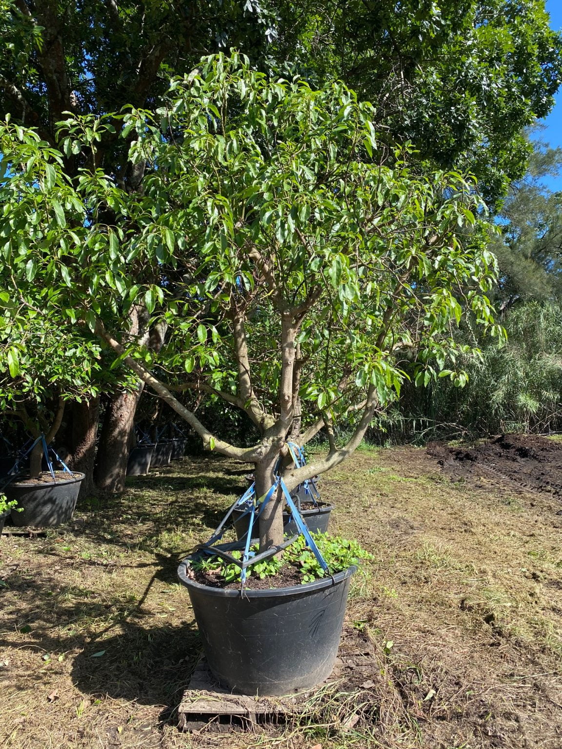 Avocado Tree - Designer Trees Australia