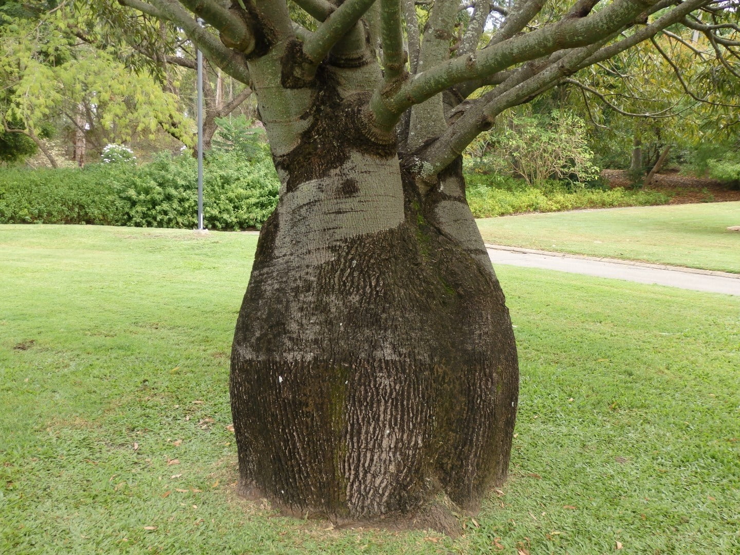бутылочное дерево фото