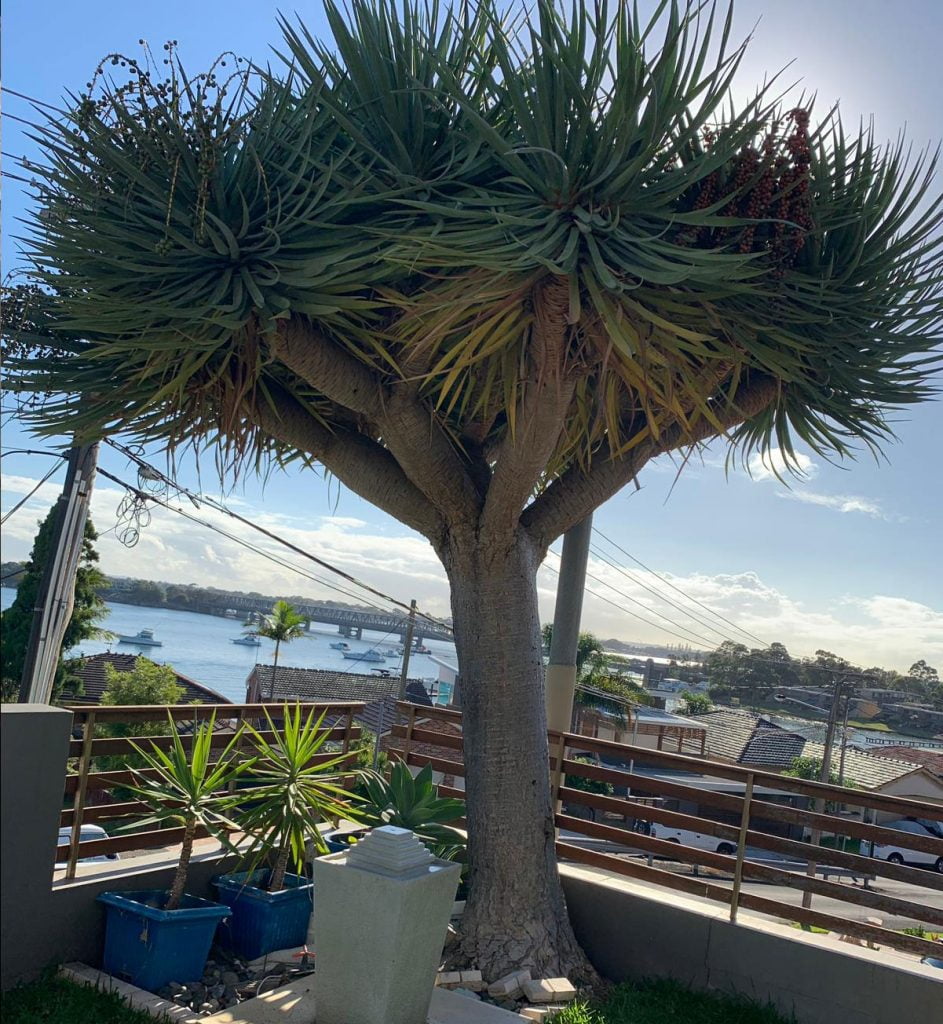 Dragon Tree (Dracaena Draco) - Designer Trees Australia