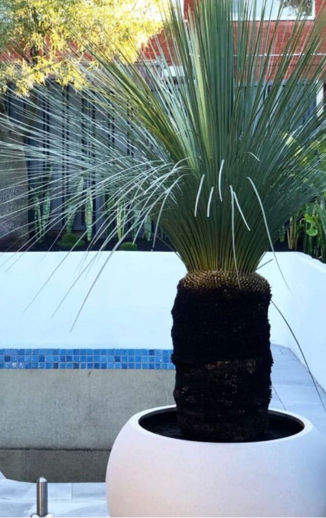 Grass Trees, Dragon Trees and much more Designer Trees Australia